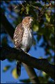 _0SB3699 coopers hawk
